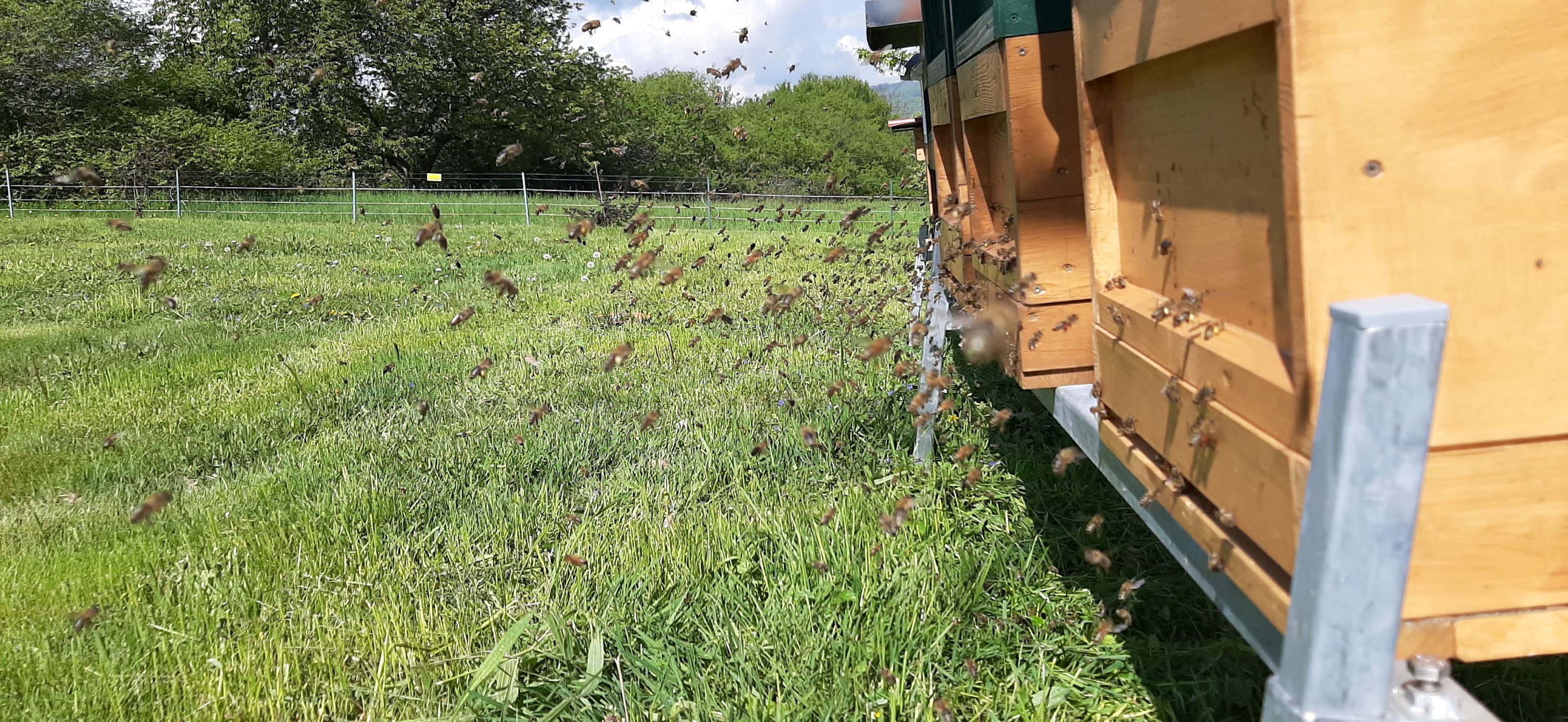 Bienen fliegen