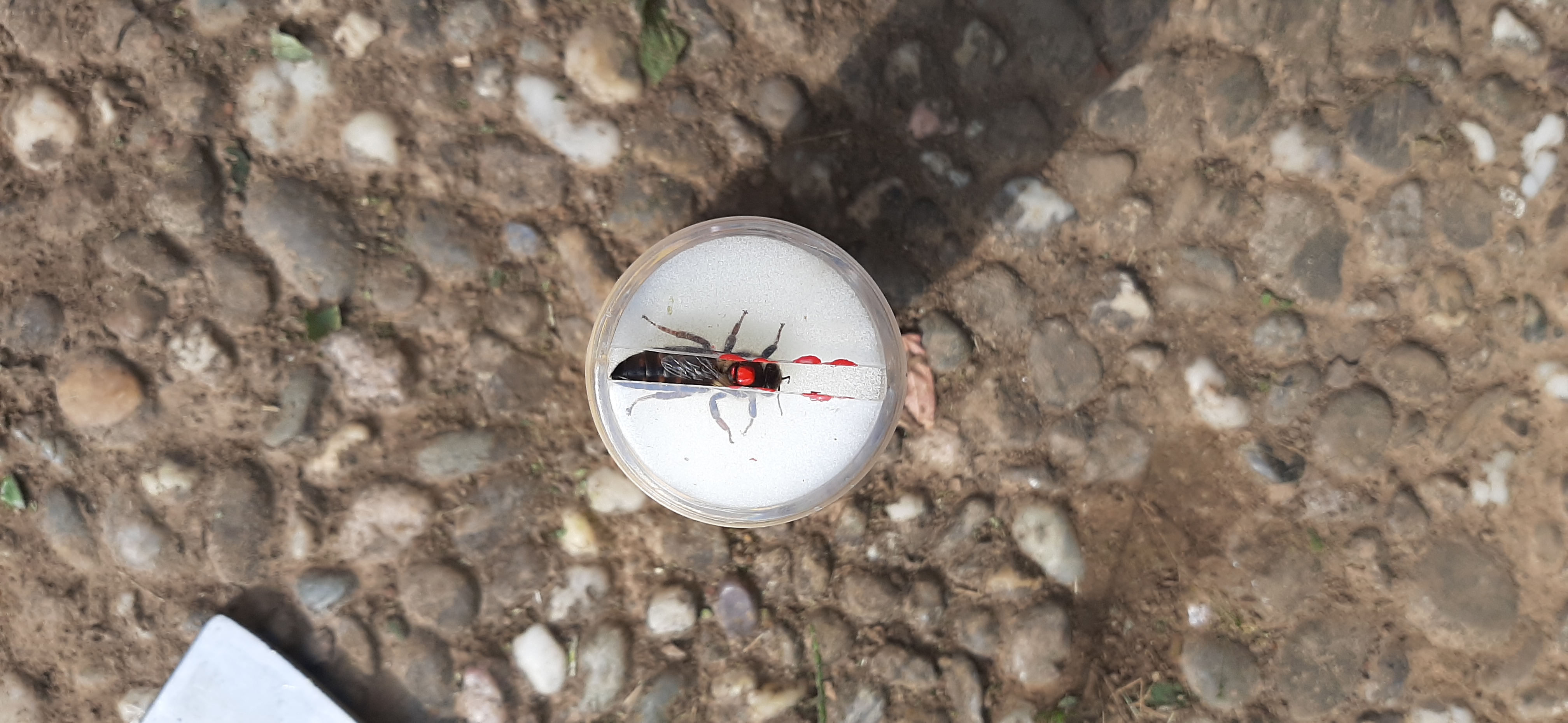 Bienenkönigin zeichnen 2023