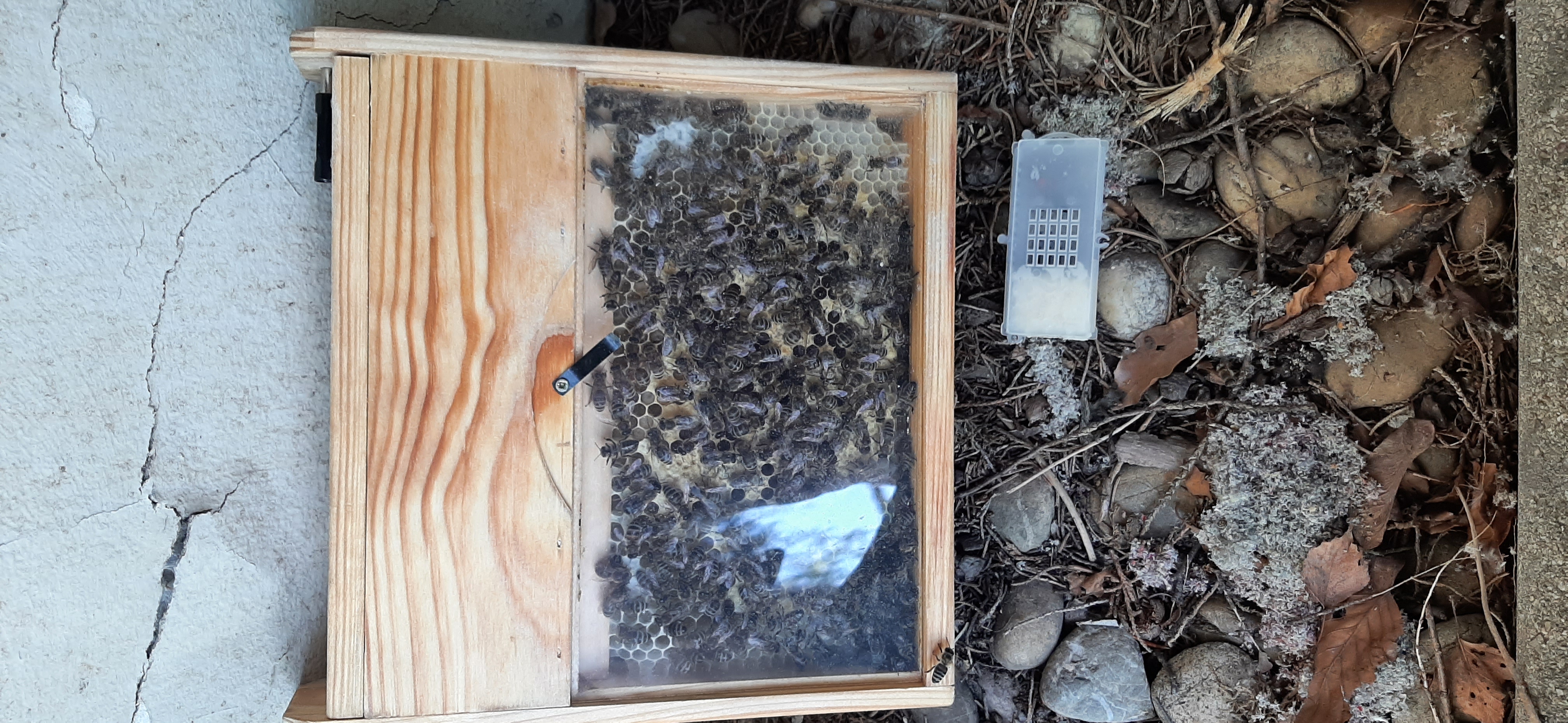 Königin in Käfig mit Futterteig