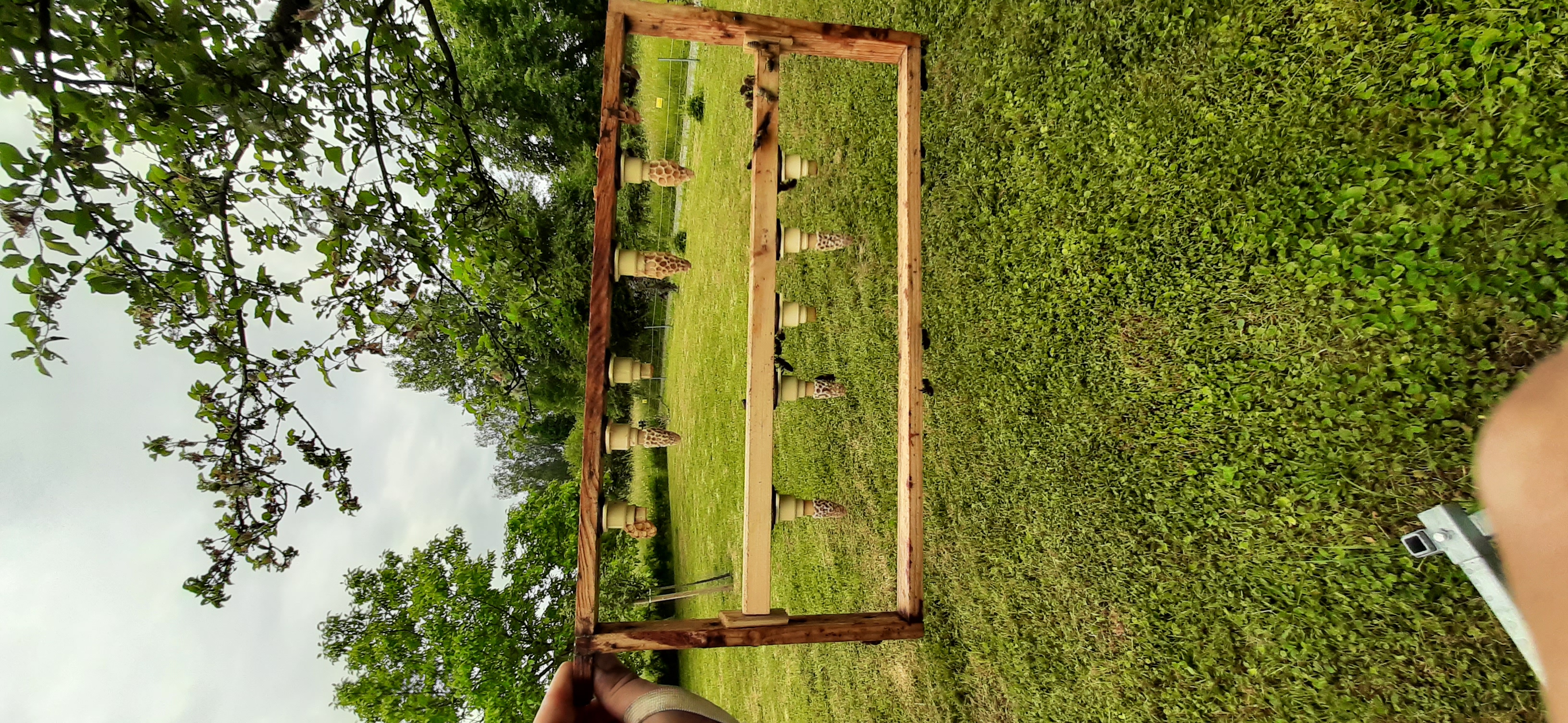 Zuchtrahmen mit Weiselzellen